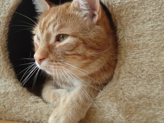 Kater in Höhle