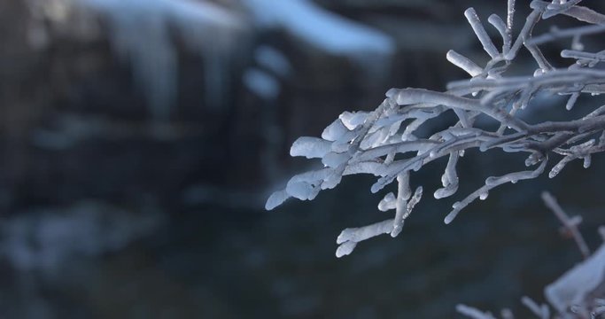 Icy Branches Hanging over a Cold River in the Winter