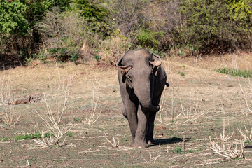 Wildlife