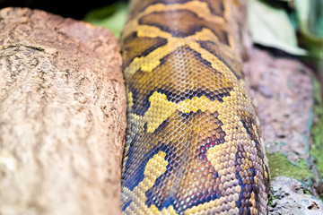 Texture peau d'un serpent python