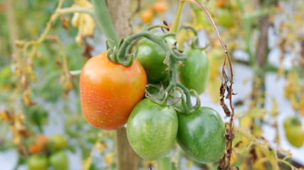 fresh tomatoes