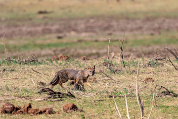 Wild lebende Tiere