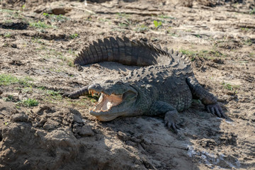 Wild lebende Krokodile