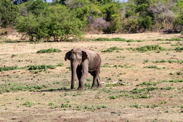 Wildlife