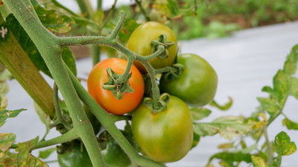 fresh tomatoes