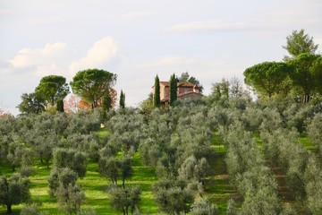 Fototapeta na wymiar Tuscany Moments, Italy 