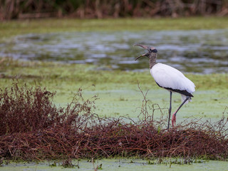 A long legged Wood Stork stands near the edge of  pond in a wetlands area in Central Florida