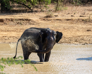 Wildlife