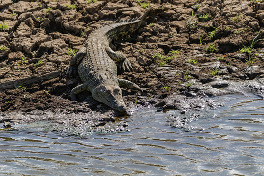 Wild lebende Krokodile