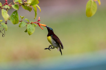 Nektarvogel © Andreas