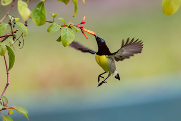 Nektarvogel © Andreas