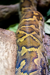 Texture peau d'un serpent python