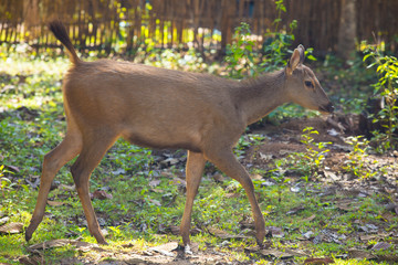Deer walking in the forest,Wild animal