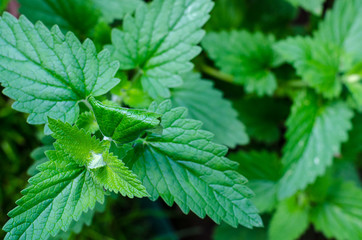 Green fresh leaves of growing mint