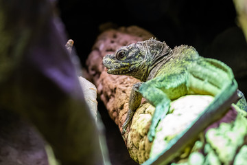 Hydrosaurus pustulatus, lézard