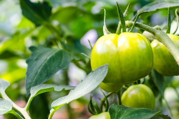 Green unripe fruit of tomatoes on bushes