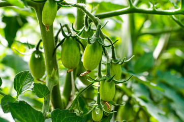 Green unripe fruit of tomatoes on bushes