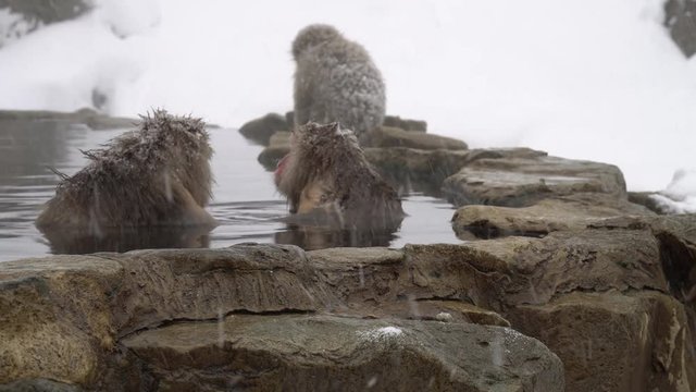 温泉に入浴して疲れをとる日本ザル(snow monkey)