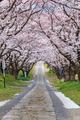 桜のアーチ　春イメージ