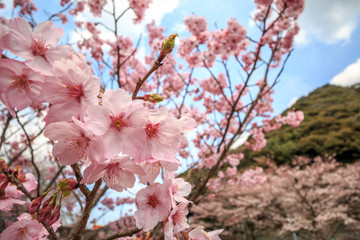桜の花　春イメージ