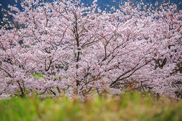 桜の花　春イメージ