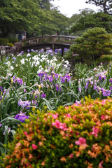Obraz premium 花菖蒲園＠長崎県大村市大村公園