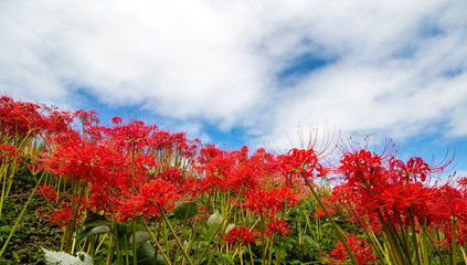 彼岸花　秋イメージ