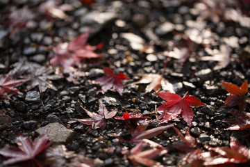 紅葉　秋イメージ