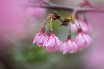 桜の花　春イメージ