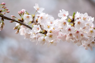 桜の花　春イメージ