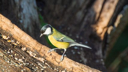 Close up of Great , Coal Tit bird in winter plumage single close up