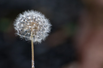 タンポポの綿毛