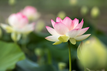 蓮の花　夏イメージ
