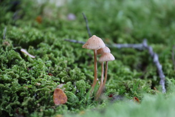 mushroom in the forest