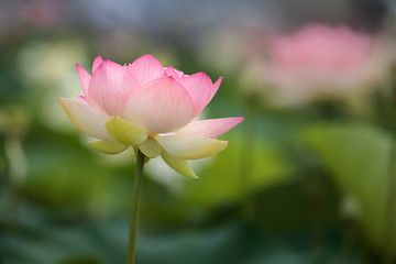 蓮の花　夏イメージ