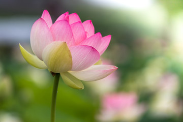Obraz premium 蓮の花 夏イメージ