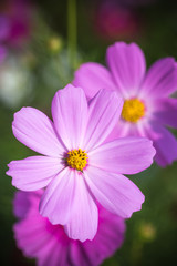 秋のコスモス畑