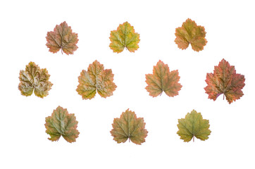 Floral background, pattern from flowers Heuchera, top view