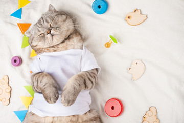 Cute cat in a white T-shirt with children's toys. Sweet kitten, banner for design,top view