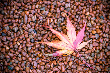 紅葉　秋イメージ