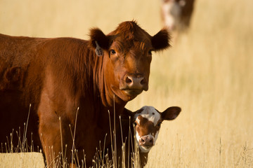 Cow and Calf on Western Ranch