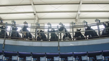 Cows during milking on a rotary milking parlor in a large dairy farm