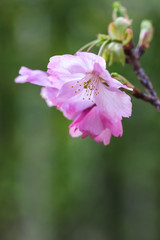 Obraz premium 桜の花、春イメージ