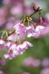 桜の花、春イメージ