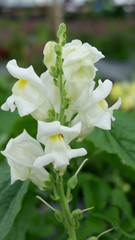 yellow white flower, in the garden
