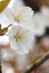 桜の花、春イメージ