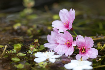 桜の花、春イメージ