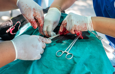Animal surgical sterilization  by veterinary