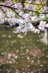 桜の花、春イメージ