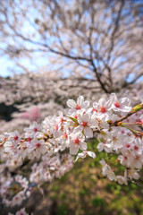 桜の花、春イメージ
